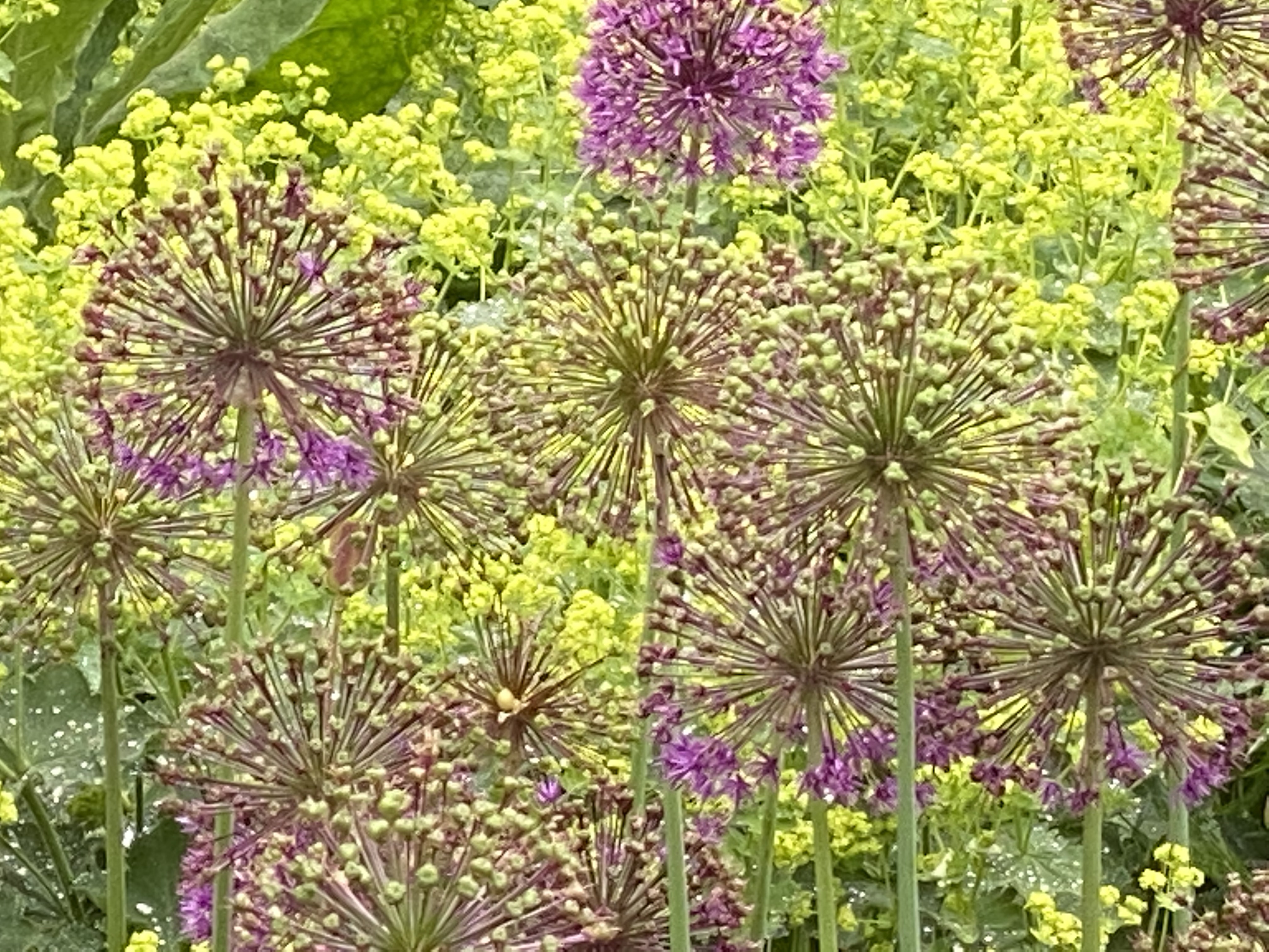 Img 7449 Exceptional Ea